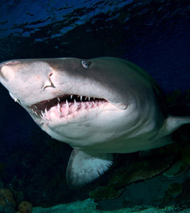 BMWKasaKopekbaligi_K