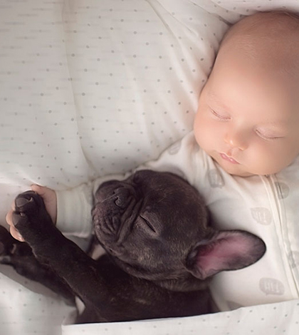 bebek_bulldog_ararkadasligi-(3)