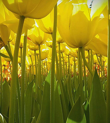 national_geographic_kids (2)